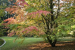 Description de l'image Cercidiphyllum japonicum JPG01d.jpg.