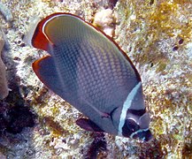 Un poisson-papillon à collier (Chaetodon collare)