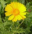 Glebionis coronaria, reserva natural Bney Zion, llanura del Sharón