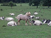 Cheval sur pied entouré de vaches couchées