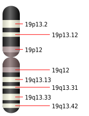 Le 19e chromosome