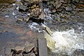 Chinook salmon climbing a ladder