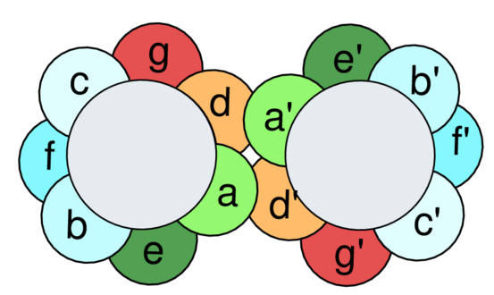 Hélices α parallèles d'une superhélice montrant la distribution des heptades, ou motifs répétés de sept résidus d'acides aminés consécutifs notés de a à g, dans lesquelles les résidus notés a et d sont hydrophobes et favorisent la dimérisation des hélices.