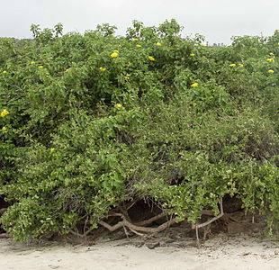 En hábitat en el borde de una playa, con Cryptocarpus pyriformis, Santa Fe, Galapágos