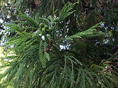 Cryptomeria japonica