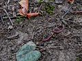 Cyclamen purpurascens young pod