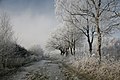 Hoar frost (January 2009)