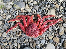 Lithodes santolla.