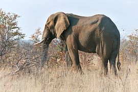 Éléphant d'Afrique (Loxodonta africana).