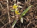 Erythronium americanum