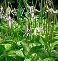 Erythronium revolutum