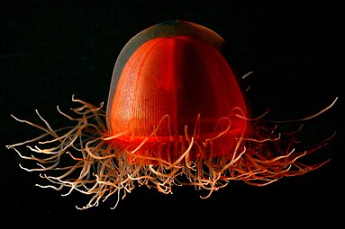 Deep-red jellyfish, a hydrozoan found in the Arctic Ocean at depths below 1,000 m (3,300 ft).[63]