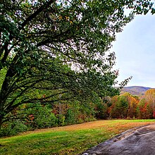 Different colored leaves in the background with a large tree in front.