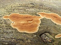 Effused fruit bodies of Meruliopsis taxicola on a pine log