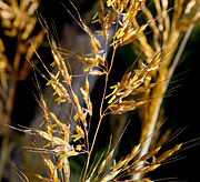 Gramineae (grasses), Taymyr lowlands 24,000–10,300 YBP,[29] Yakutia 22,500 YBP,[25] Alaska and the Yukon 15,000-11,500 YBP[24][6]