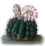 Gymnocalycium mostii