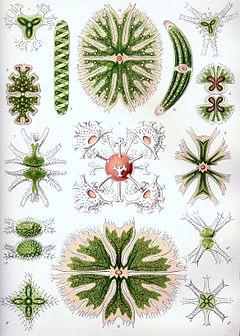 Planche d’illustration d’algues vertes unicellulaires.