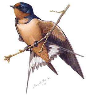 Hirundo rustica