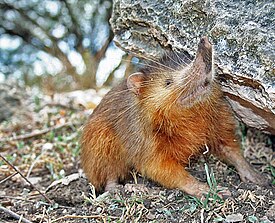 Гаитянский щелезуб (Solenodon paradoxus)