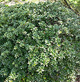 Japanese holly