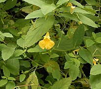 Impatiens noli-tangere.