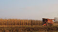 Image 11Harvesting corn in Jones County (from Iowa)