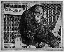 Orangutan wearing a suit and top hat, in-photo caption says "This is me, Joe Martin"