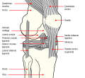 The quadriceps tendon connects to the top part of the kneecap (patella)