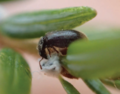 Adult L. nigrinus feeding on A. tsugae