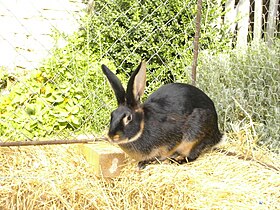 Lapin chèvre femelle.