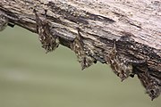 Brown bats