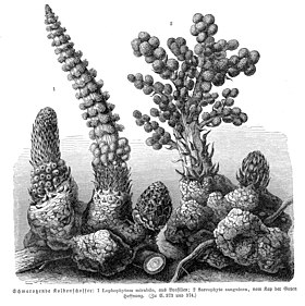 inflorescências de Lophophytum mirabile e Sarcophyte sanguinea, duas Balanophoraceae