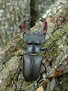 Lucanus cervus coas mandíbulas modificadas, que non usa para a alimentación.