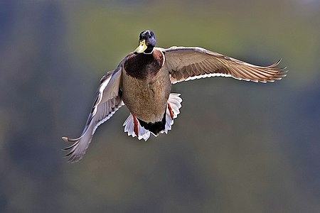Male mallard in mid-flight at Birds of North American boreal forests, by Alan D. Wilson
