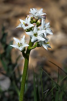 Inflorescence de trèfle d'eau (Menyanthes trifoliata). (définition réelle 2 651 × 3 976)