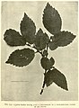 Ulmus plotii Druce leaves, The Gardeners' Chronicle, 1912[43]
