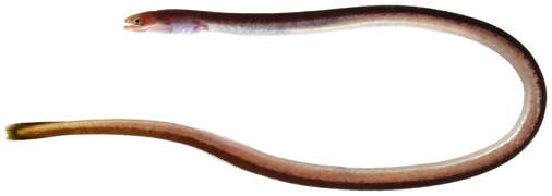 Moringua edwardsi, un Moringuidae