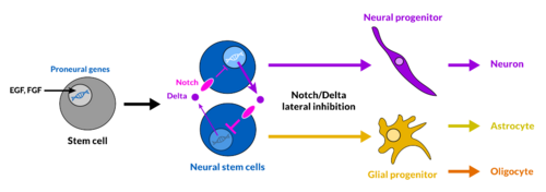 Stem cell differentiation and Notch-Delta lateral inhibition in neural stem cells, resulting in the generation of neuronal and glia progenitors.