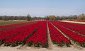 Noordwijkerhout, tulip fiels at the Oosterduinen