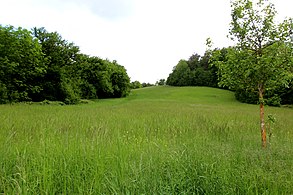 Blick zur Bockwiese südwestlich vom Baiertaler Weg (LSG Bergstraße-Süd)