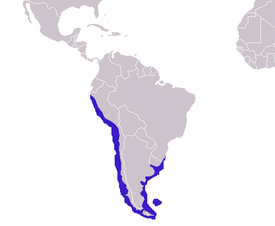 Patagonianmerileijonan levinneisyysalue