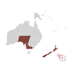 Map showing the distribution of Ovalipes catharus, with regions it resides in coloured in brown, regions it is not known to reside in coloured in light grey, and ocean transparent. In Australia, these include South Australia and Victoria. In New Zealand, these include North Island, South Island, Stewart Island, and the Chatham Islands; the Chatham Islands have been zoomed in on to show detail. Land masses besides Australia and New Zealand such as half the island of New Guinea are shown to the north, but none of them are brown.