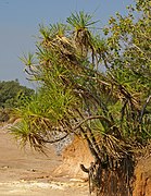 Growing on a coastal sandbank