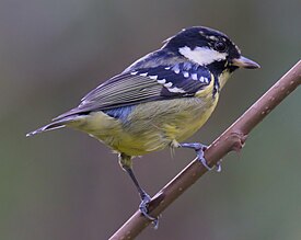 Желтобрюхая синица (Pardaliparus venustulus)