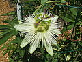 'Constance Elliot', a white flowered cultivar