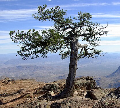 אורן ממין Pinus cembroides בהרי צ'יסוס