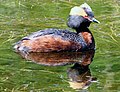 Horned grebe, Podiceps auritus (A)