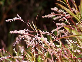 Polygonum amphibium