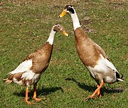 Indian Runner ducks stand upright, do not fly, and may produce over 300 eggs per year.[2][9]