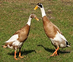 Couple de canards coureurs indiens panaché